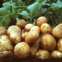 Про постачання дослідних зразків картоплі
